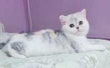 Fetită british shorthair cu pedigree