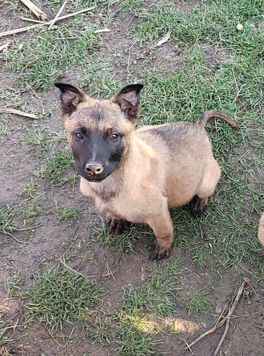 Белгийска овчарка, Малиноа