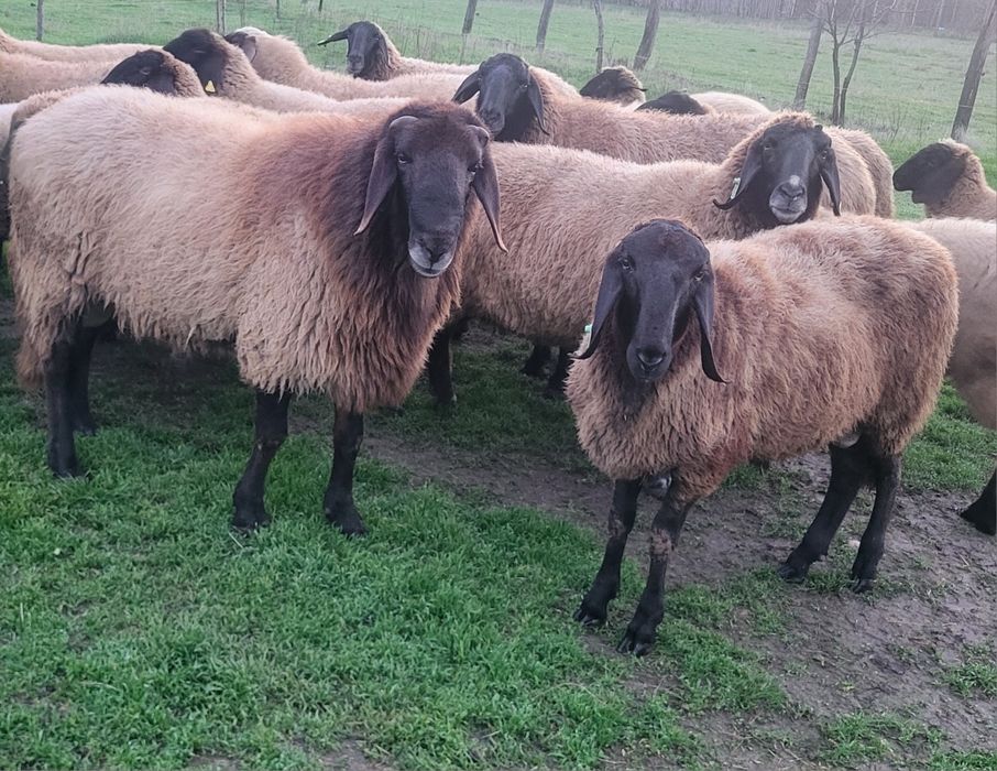 Vând 2 berbeci carabase