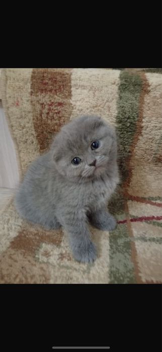 Шотландская вислоухая кошка