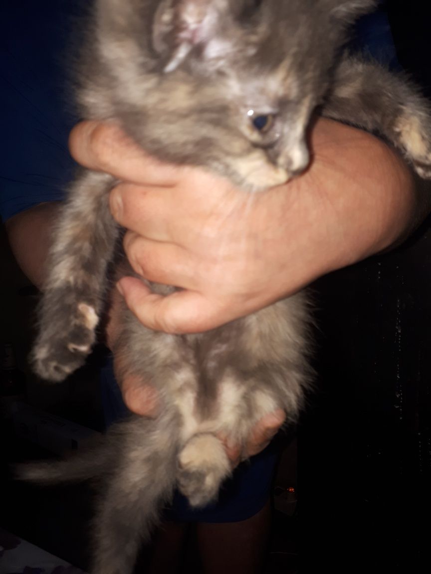 Кошки кошки кошки отдам в хорошие руки кошек своих замечательных есть