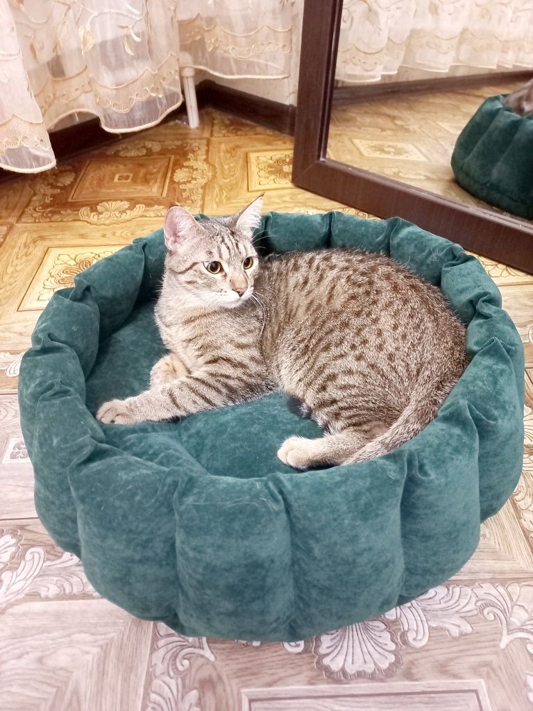 Лежанка для котов и собак