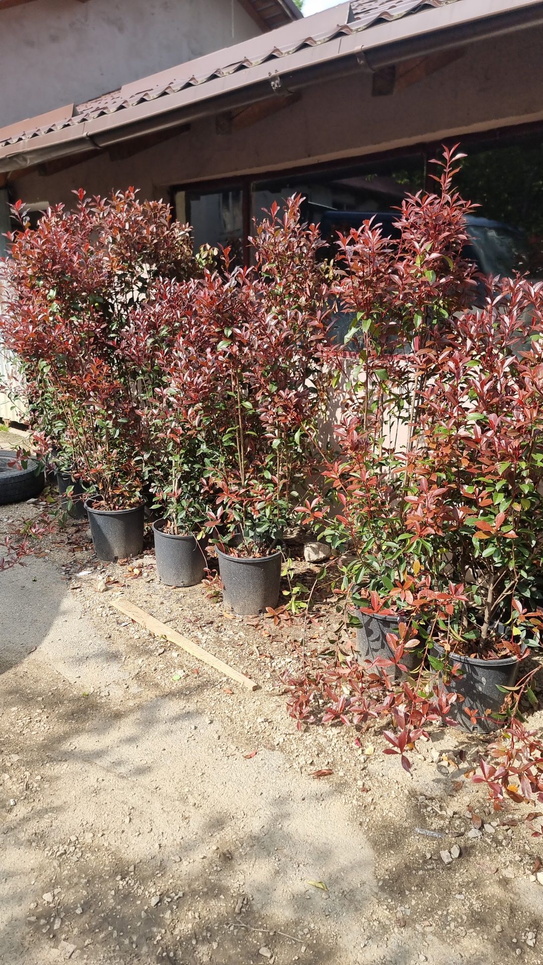 Vând photinia Red Robin, compacta