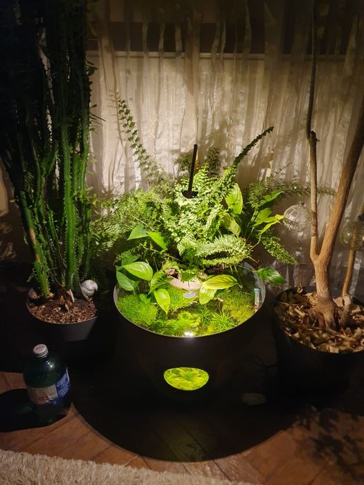 Acvariu ghiveci cu betta