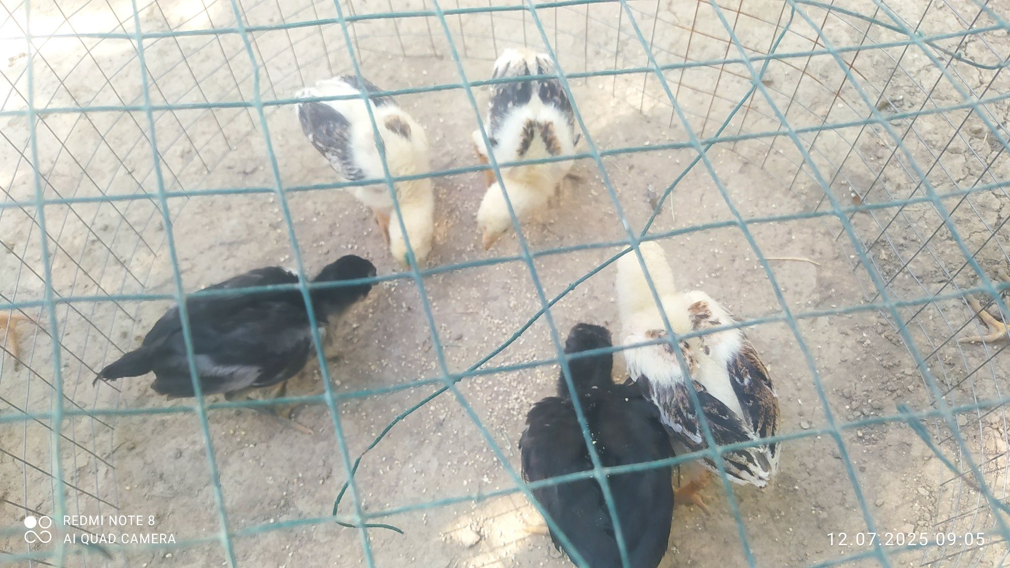 Dakan jujalar 1 oyli sotiladi