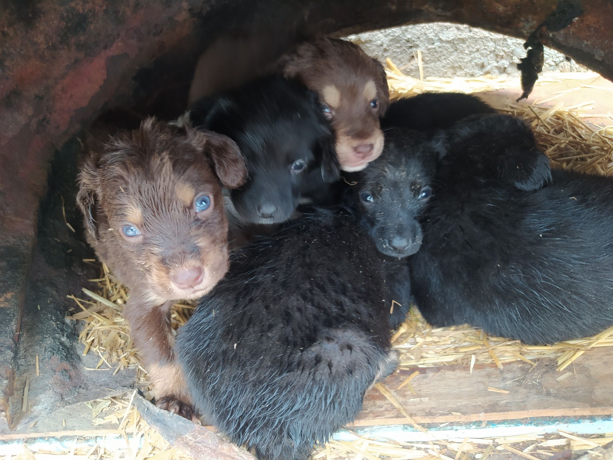 Spaniel kuchug bolalari sotiladi