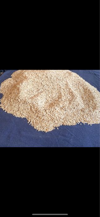 Қауын ұрығы Валет гарантиясы мен 10мыңнан кг