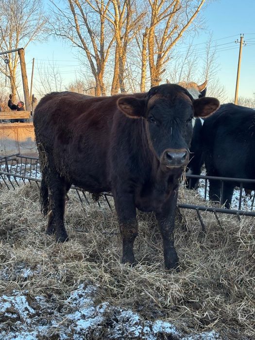 Продаем быков с откорма