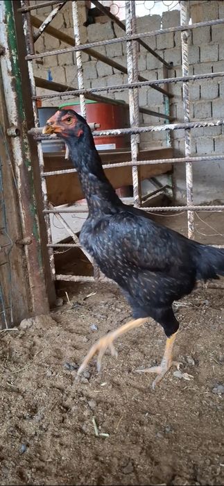 Дакан Макиён 7 ойлик