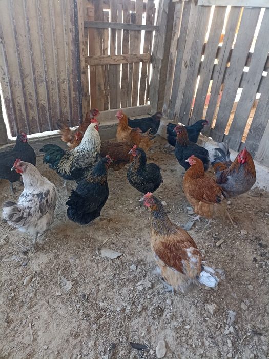 Индюк тауыктар сатылады