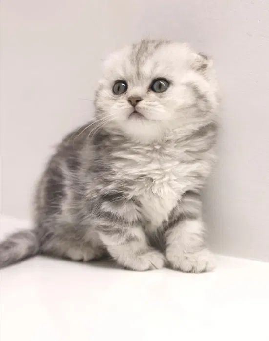 Котята шотландцы вислоухие