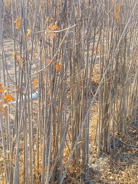 Órik kochatlar sotiladi .yasin ham bor