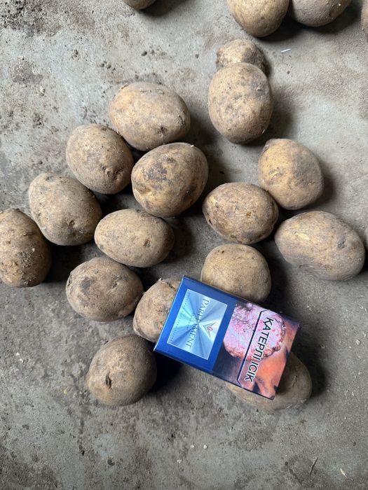 Продам Картофель от Кх