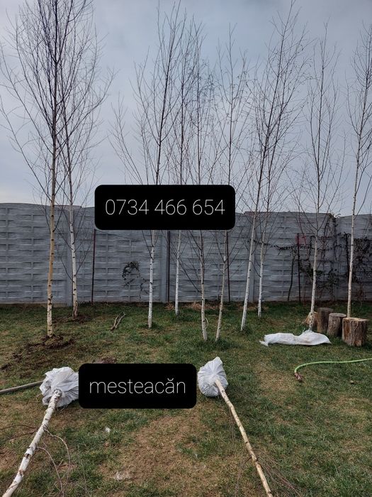 Brazi arginti și verzi  mesteacăn tei