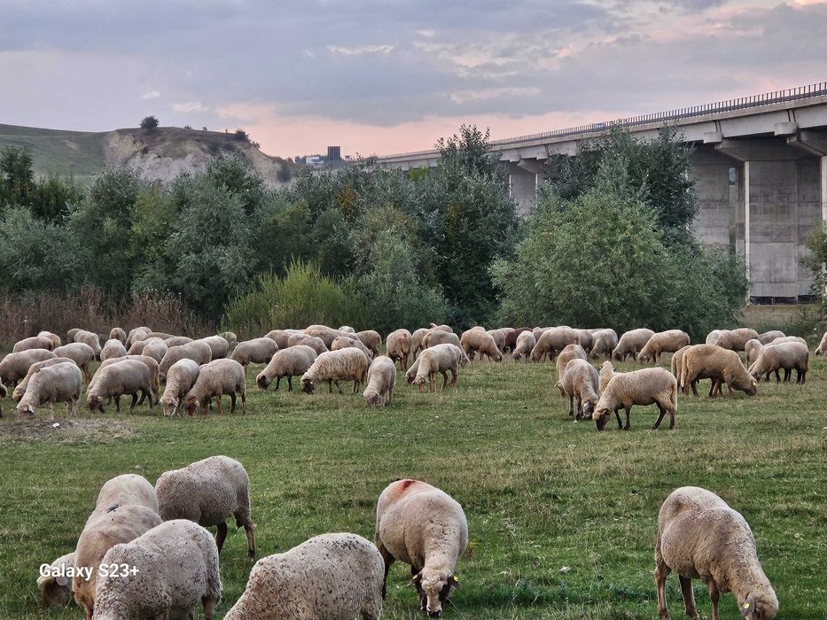 Vand oi țigaie(birici) reforme CITIȚI BINE ANUNȚUL