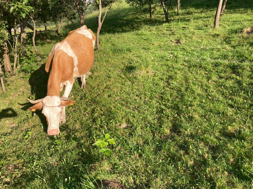 Vand vaca baltata romaneasca 6500 Ron negociabil