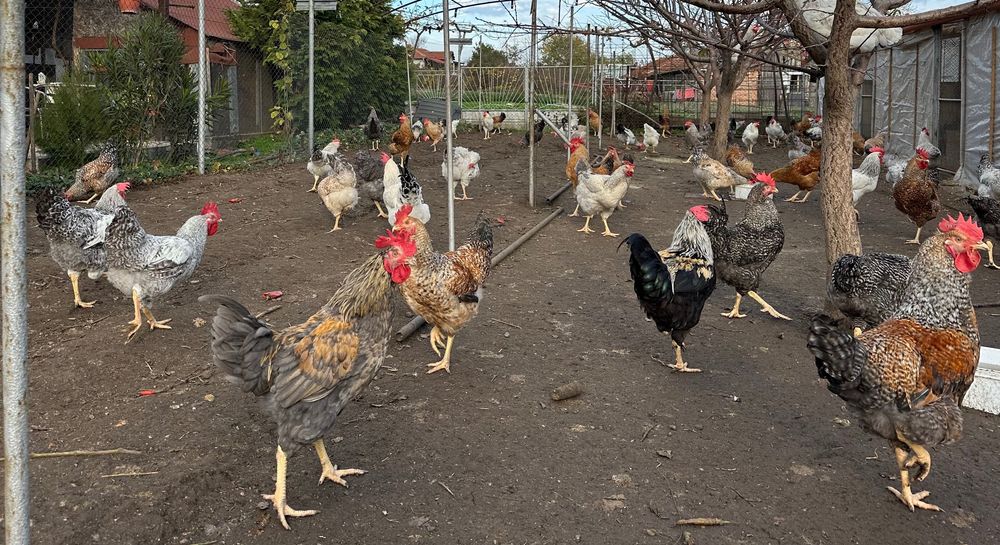 Продавам Селски петли