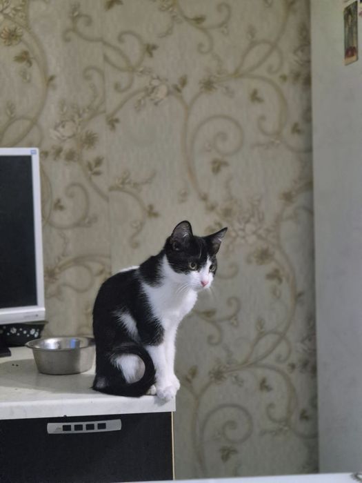 Pisicuță disponibilă gratuit pentru adopție