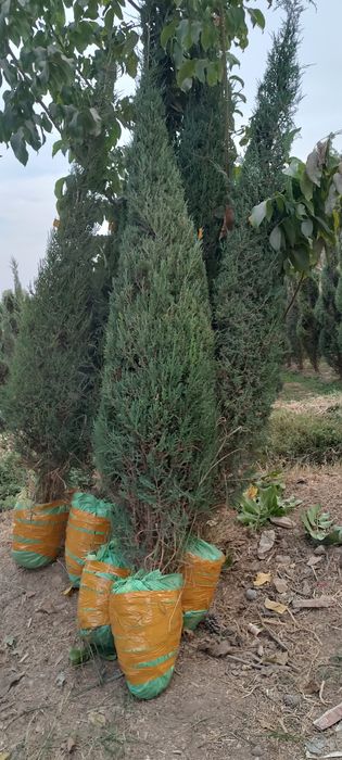 6 йиллик Можавелник арча кўчатлари