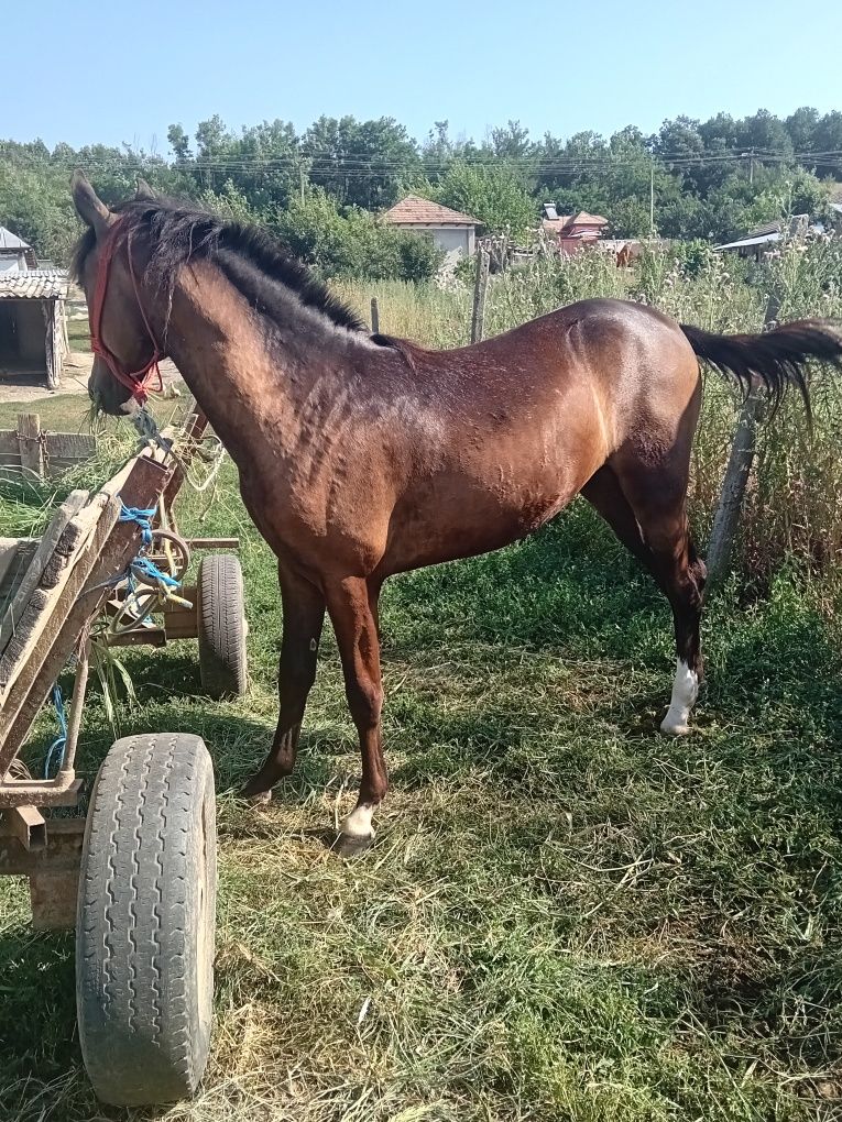 Vând Manza 11luni .