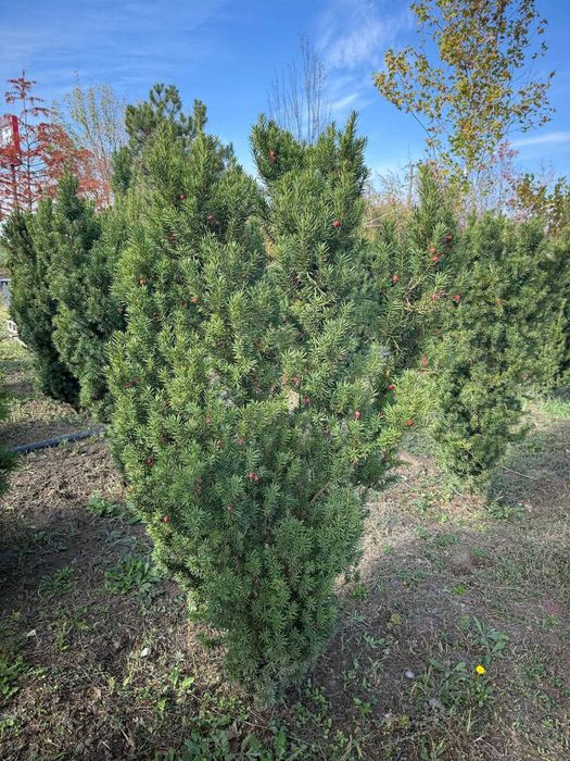 Plante ornamentale pentru grădina ta – transport inclus