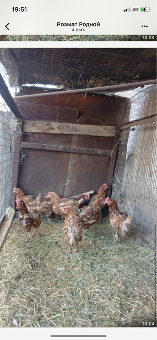 Курицы домашние з