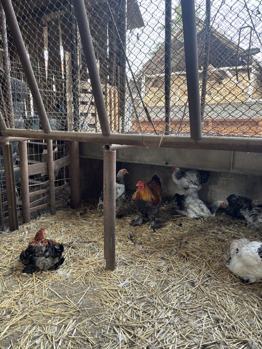 vand cocosi brahma tineret pe ales