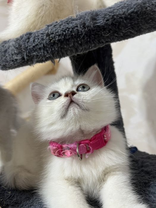 British shorthair ochi albastri
