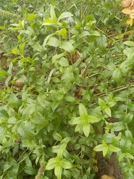 Oferta PACHET 10+1 pungi MENTA de gradina, BIO