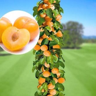 Pomi fructiferi columnari soiuri variate si premium