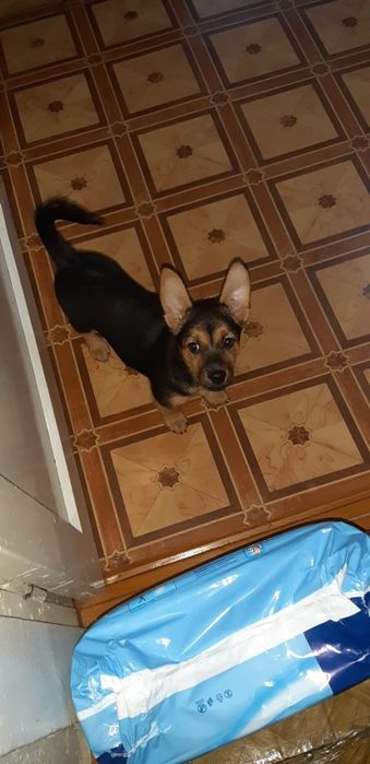 Отдам щенка в добрые руки