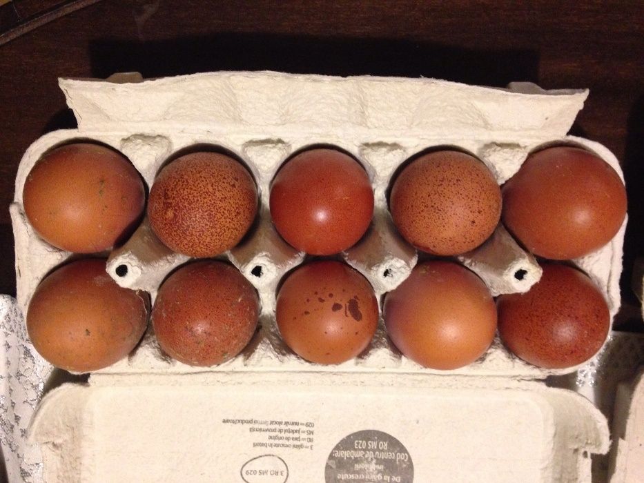 Vând oua de incubat rasa Marans