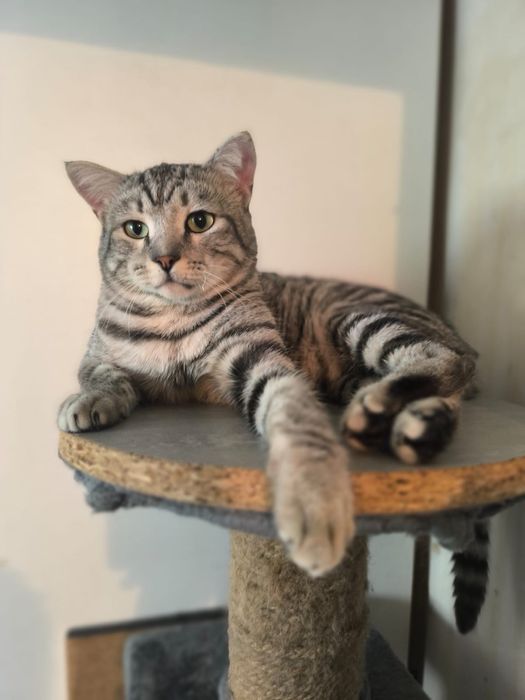 Кот ласковый в добрые руки