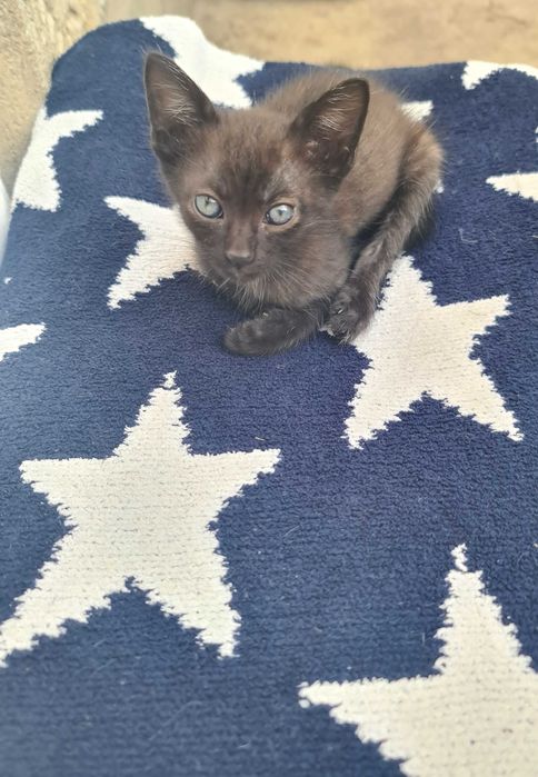 Ofer spre adoptie 2 pui de pisica