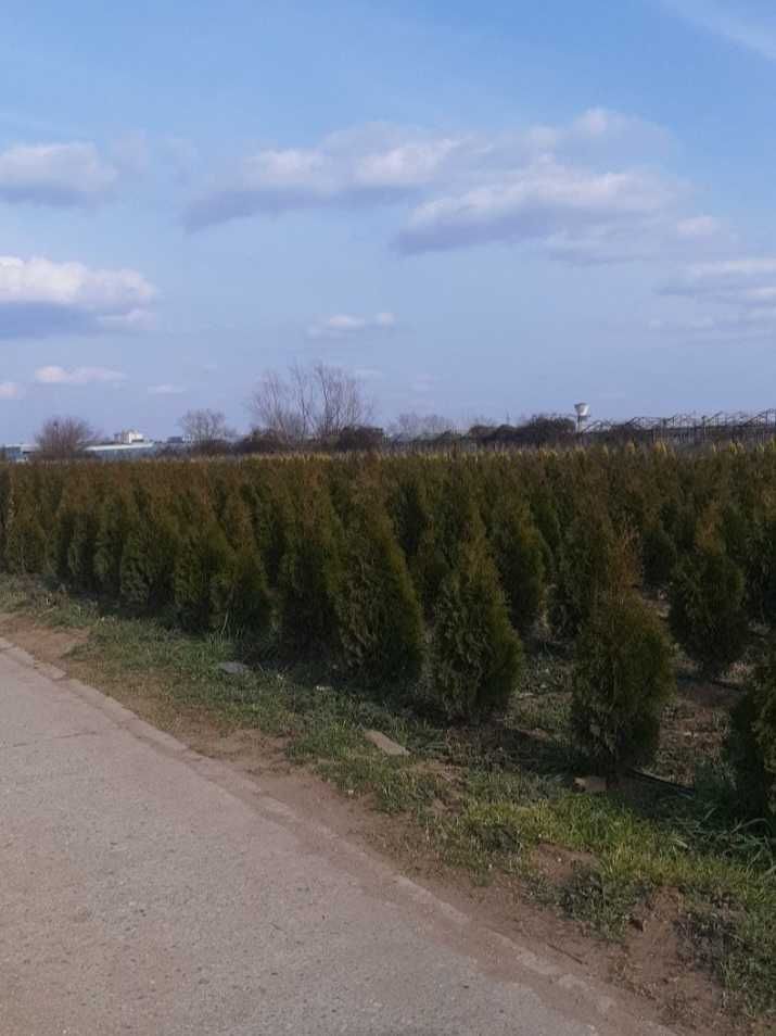 Transformați curtea cu plante ornamentale unice