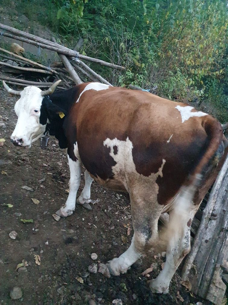 Vaci de vanzare.