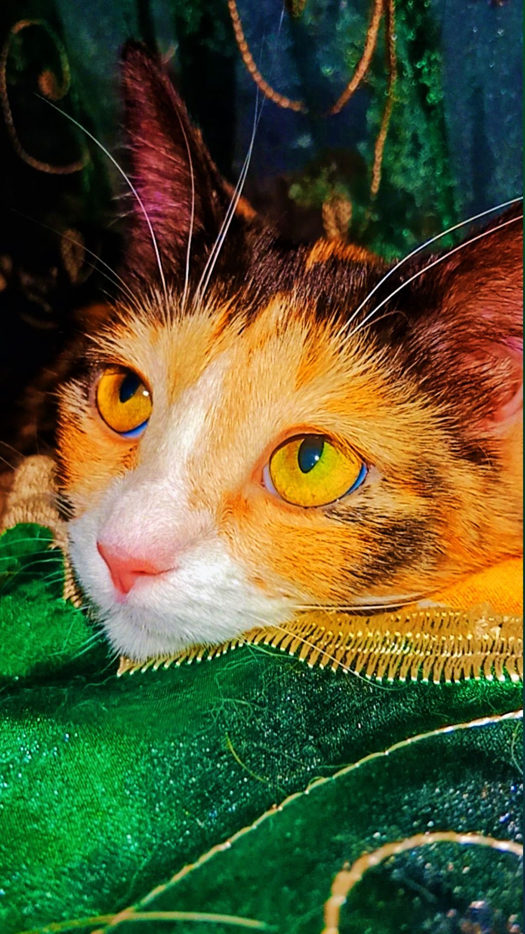 Котёнок в добрые руки.