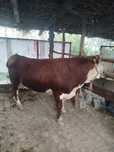 Greenford buqa sotiladi