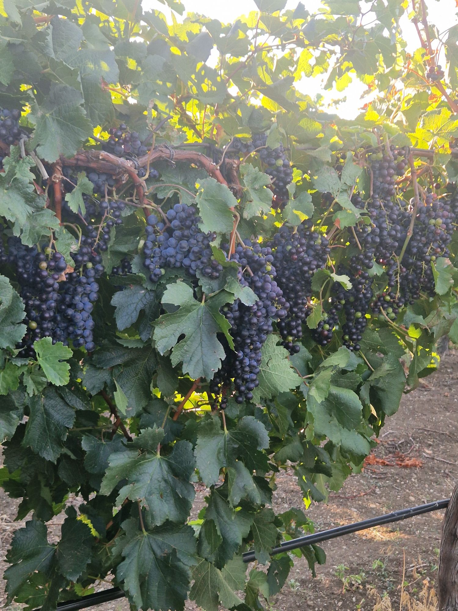 Продавам грозде Мерло