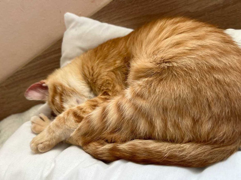 3,5-месечно рижо котенце търси дом