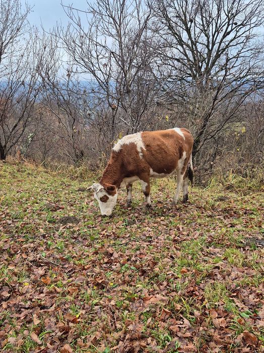 Vand 5 juninci sau schimb cu oi
