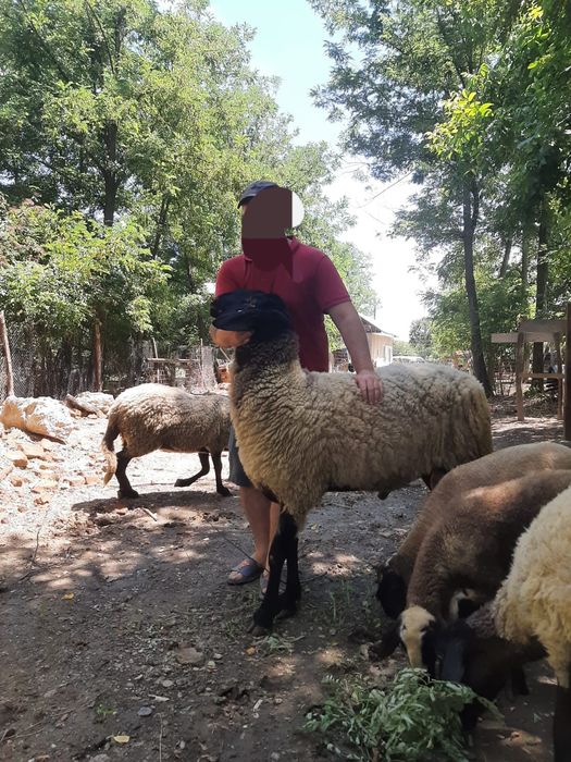 Vând 2 berbeci din anul 2023 și 2024 din rasa tigaie sarbeasca foarte