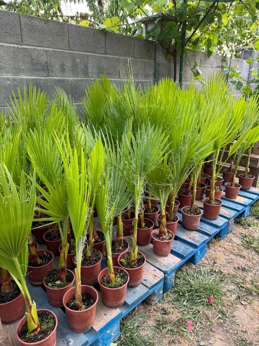 Палми Вашингтония ( Washingtonia ) - Цена 15.90лв