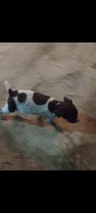 Продам щенка дратхара