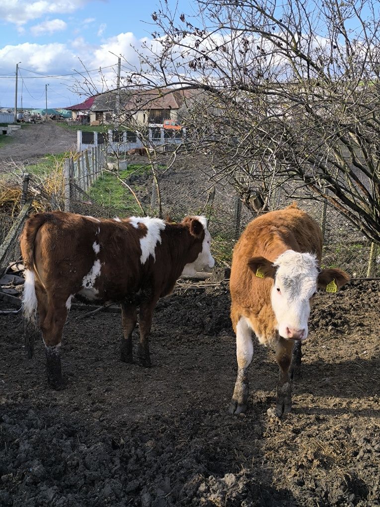 2 vițele bălțată românească