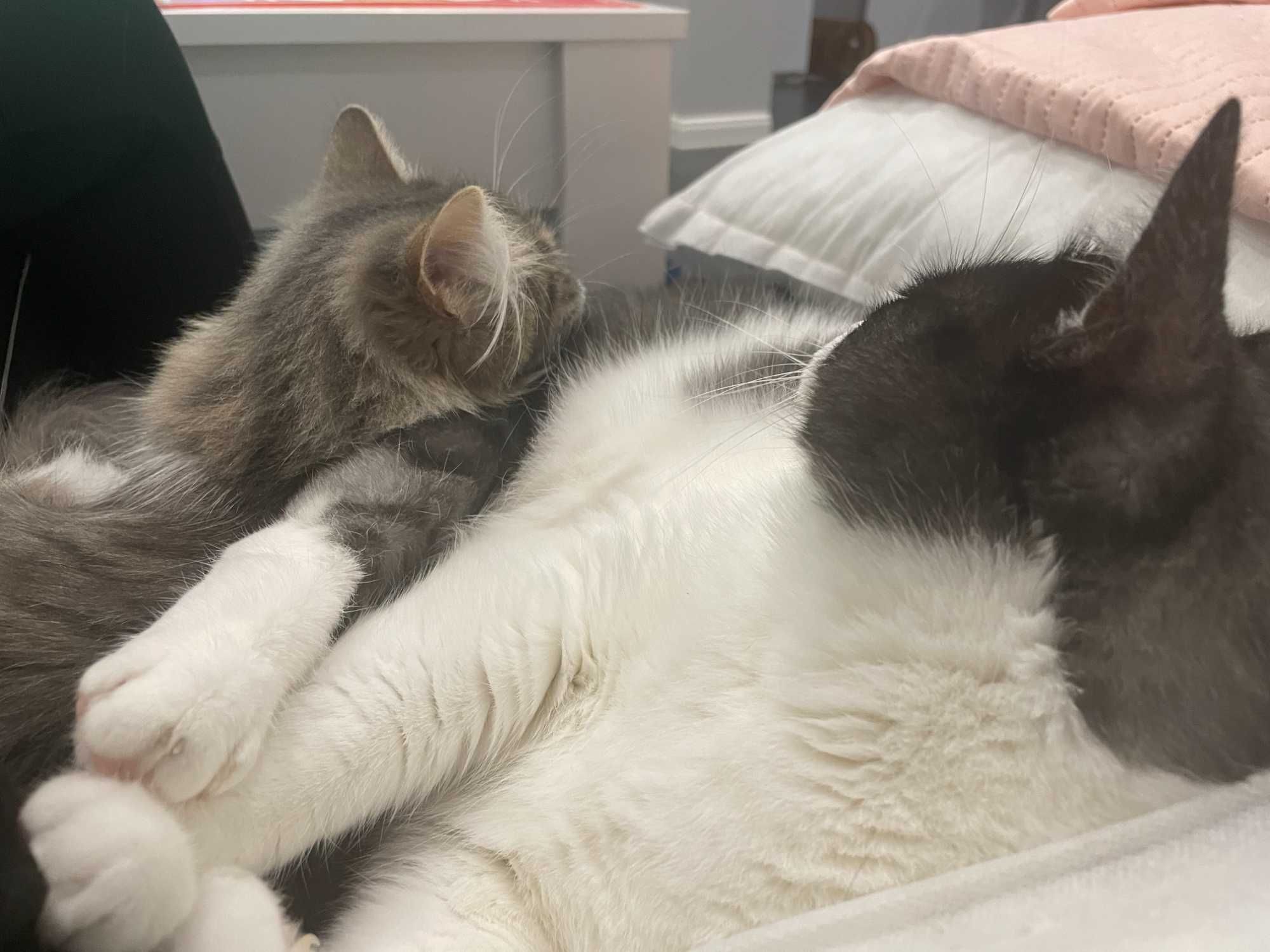 Котки на 7г. и 4г.