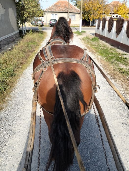 Vînd iapa de 7 ani gestanta de 7 luni