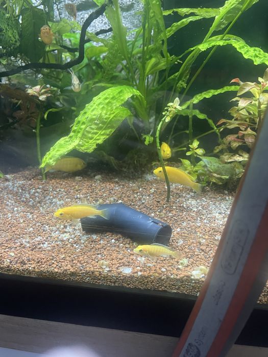 Vand ciclide africane caeluleus galbeni