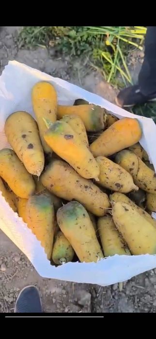 Озик овкат махсулотлари