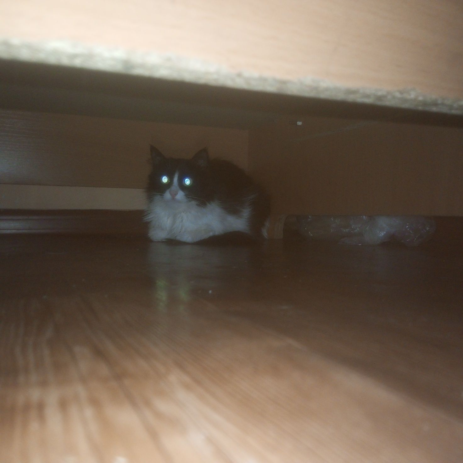 Передержка кошек